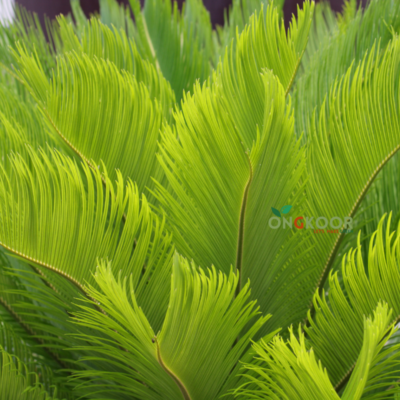 Cycas laef