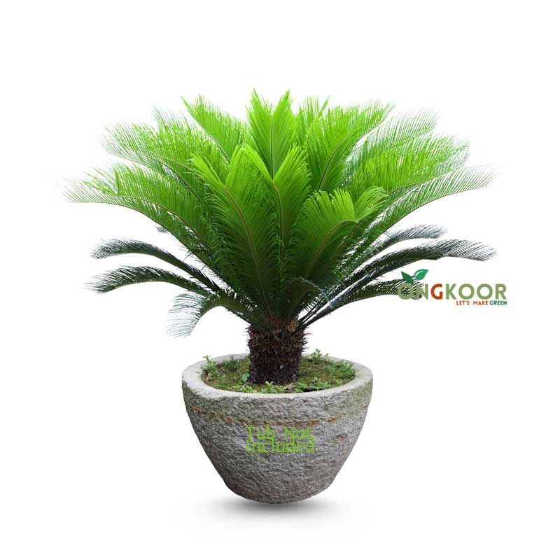 Cycas