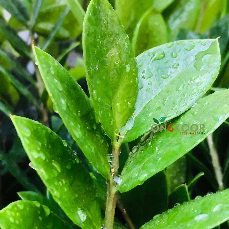 Deep Green ZZ Plant