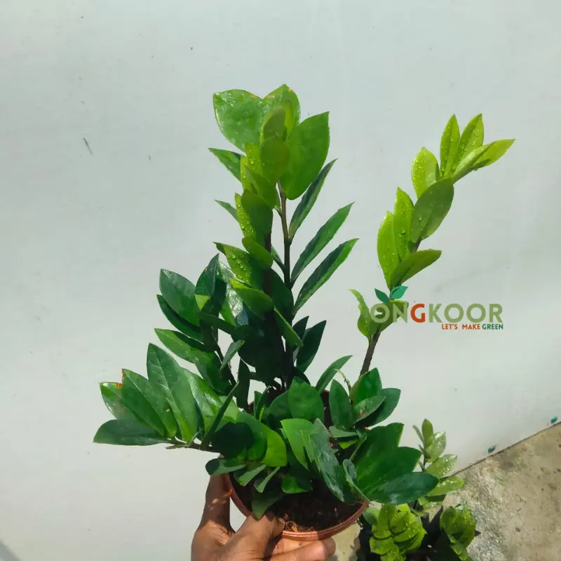 Deep Green ZZ Plant জিজি প্লান্ট Zanzibar Gem - Image 3