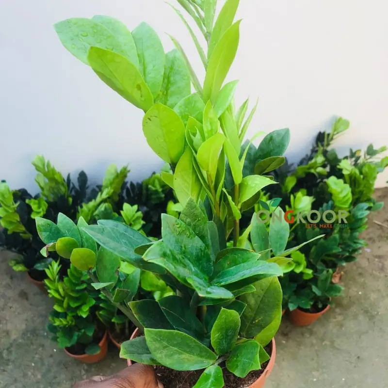 Deep Green ZZ Plant জিজি প্লান্ট Zanzibar Gem - Image 2