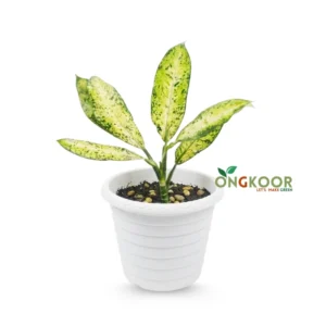 Dieffenbachia Tropic Marianne