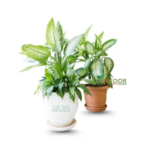 Dieffenbachia-Tropic-Marianne