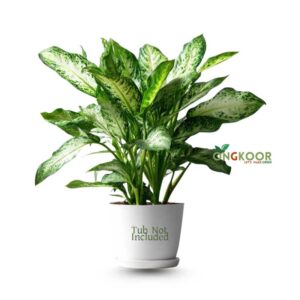 Dieffenbachia-Tropic-Snow