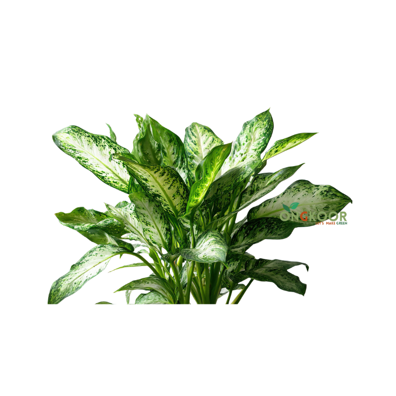 Dieffenbachia Tropic Snow ডিফেনবাকিয়া ট্রপিক স্নো - Image 2