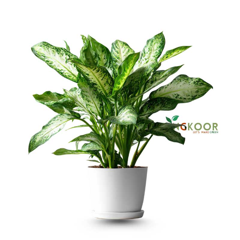 Dieffenbachia Tropic Snow ডিফেনবাকিয়া ট্রপিক স্নো