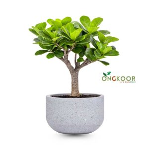 Ficus-microcarpa