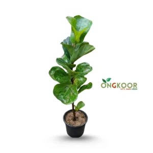 Fiddle Leaf Fig