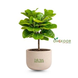 Fiddle-Leaf-Fig