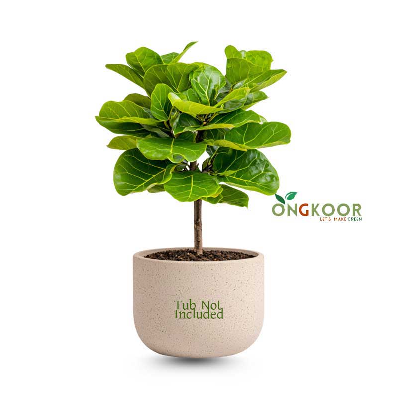 Fiddle-Leaf-Fig