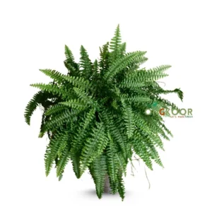 Fishbone Fern