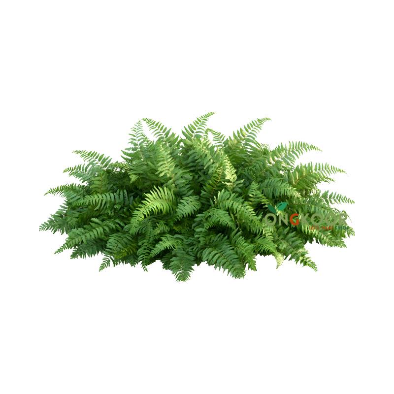 Fishbone Fern Leaf