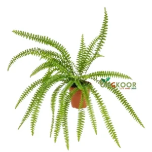 Fishbone Fern ফিশবন ফার্ন