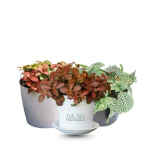 Fittonia