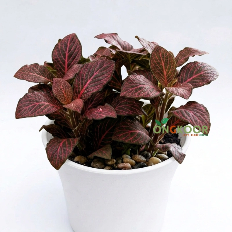 Fittonia