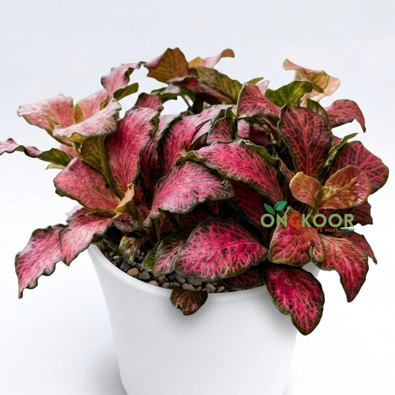 Fittonia ফিটোনিয়া Nerve Plant - Image 4