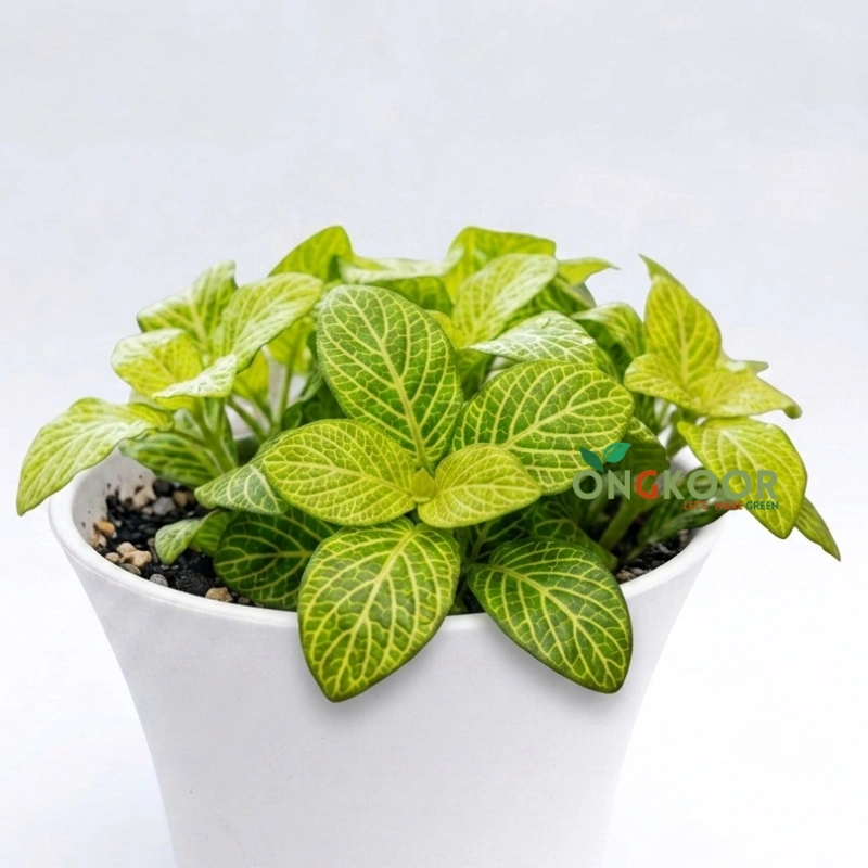 Fittonia ফিটোনিয়া Nerve Plant - Image 3