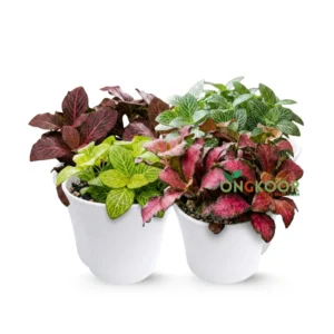 Fittonia