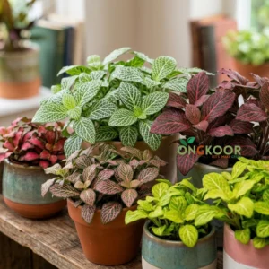 Fittonia