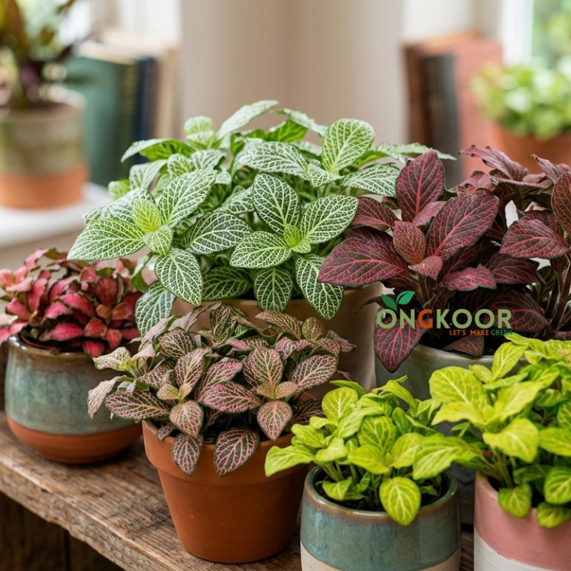 Fittonia