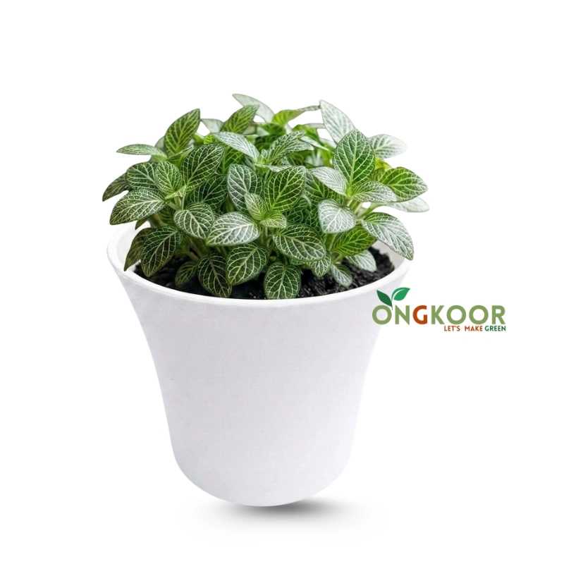 Fittonia ফিটোনিয়া Nerve Plant - Image 2