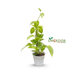 Golden Pothos