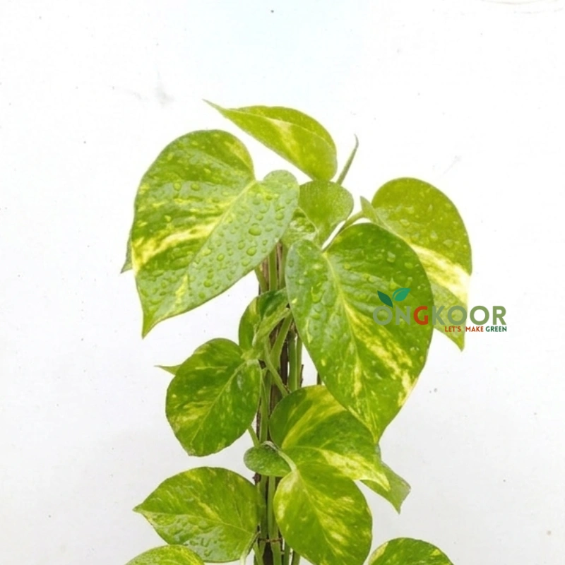 Golden Pothos গোল্ডেন পোথস Money Plant - Image 2