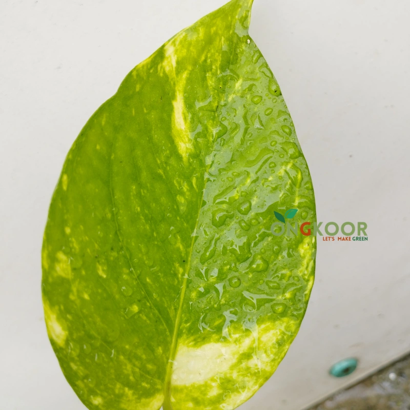 Golden Pothos