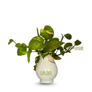 Golden-Pothos