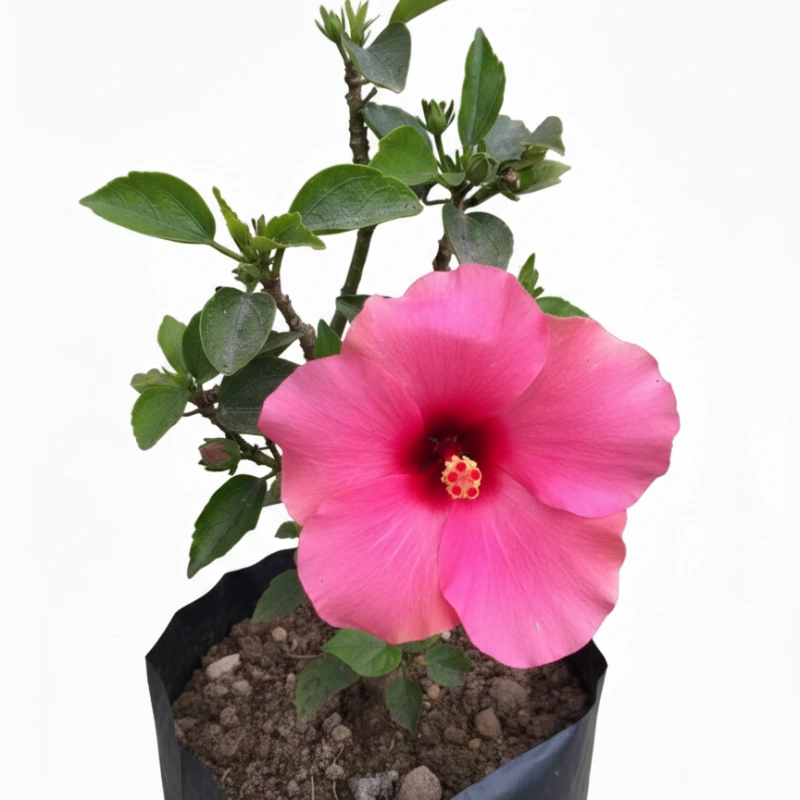 Hibiscus Rosa জবা ফুল গাছ - Image 5