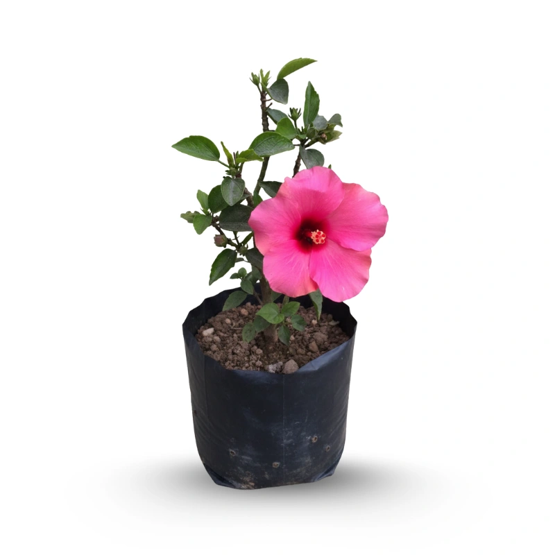 Hibiscus Rosa জবা ফুল গাছ - Image 4