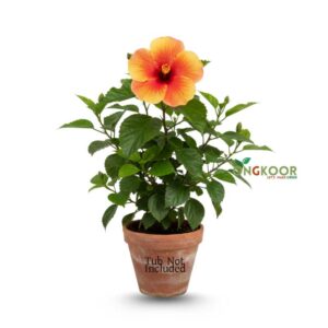Hibiscus-Rosa