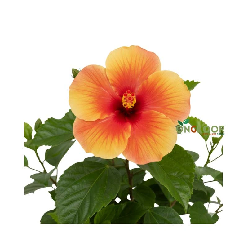 Hibiscus Rosa জবা ফুল গাছ - Image 3