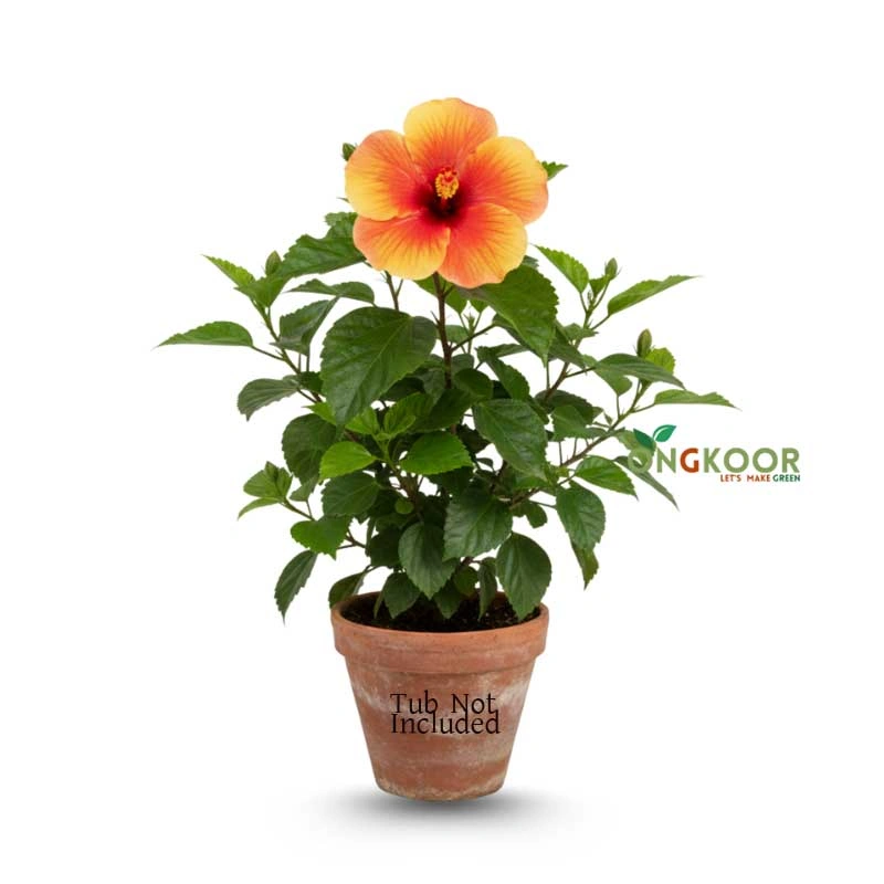 Hibiscus-Rosa
