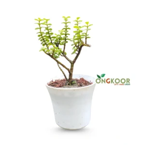 Jade Plant