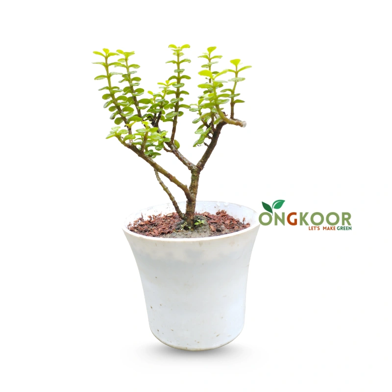Jade Plant