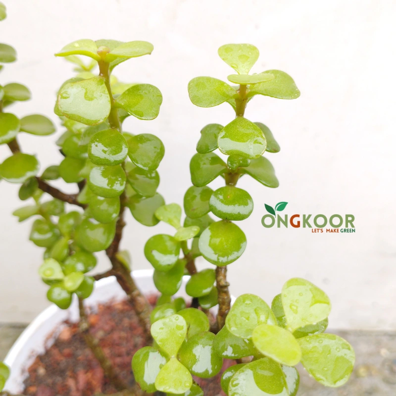 Jade Plant জেড প্লান্ট Crassula Ovata - Image 2