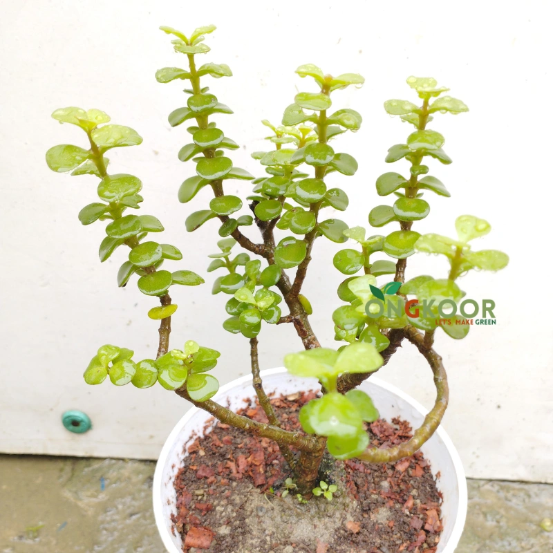 Jade Plant