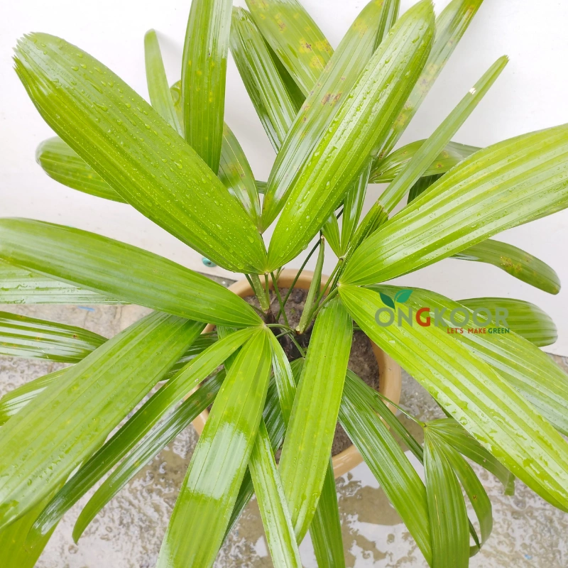 Lady Palm Tree লেডি পাম / রাবিশ পাম - Image 2