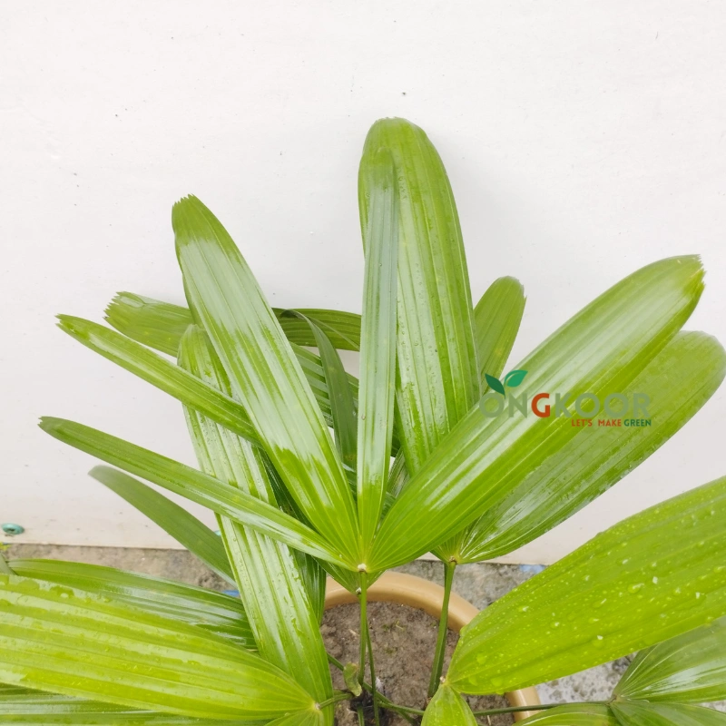 Lady Palm Tree