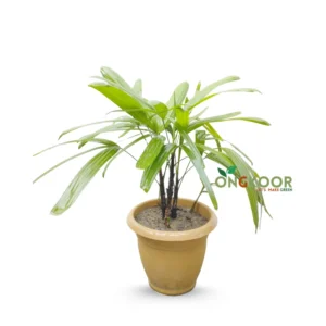 Lady Palm Tree