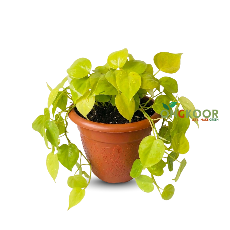 Lemon Lime Philodendron