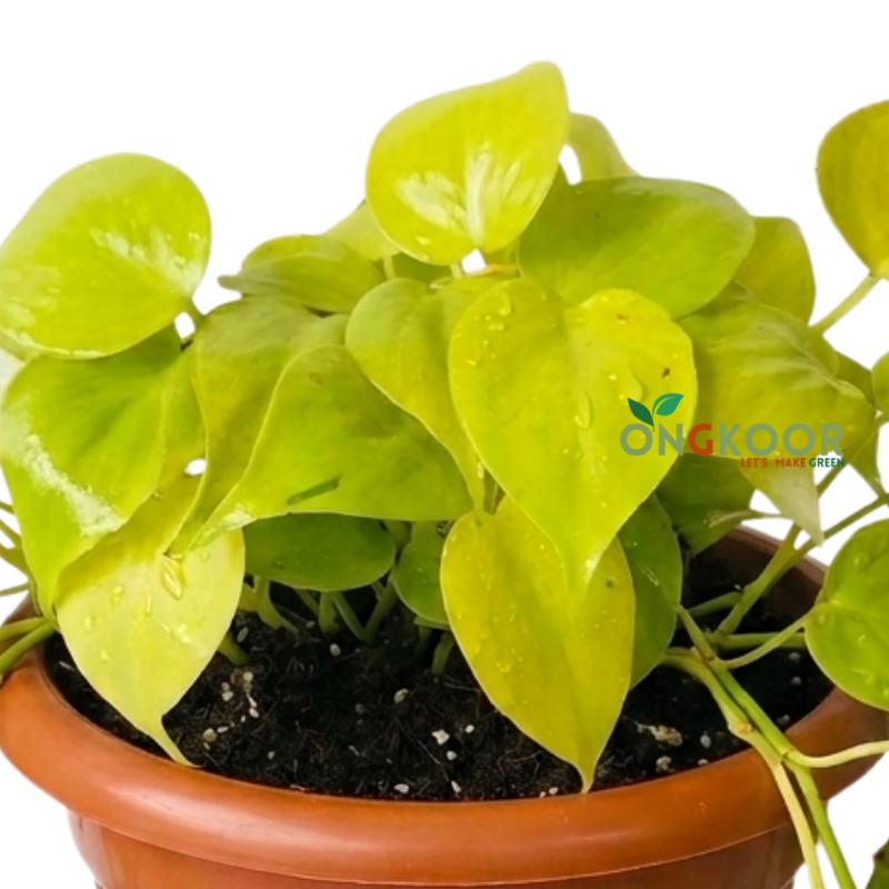 Lemon Lime Philodendron