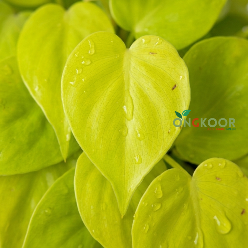 Lemon Lime Philodendron