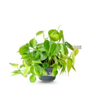 _Lemon-Lime-Philodendron