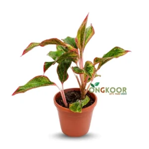 Lipstick Aglaonema