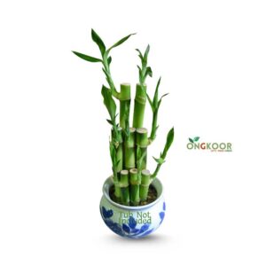 Lucky-Bamboo