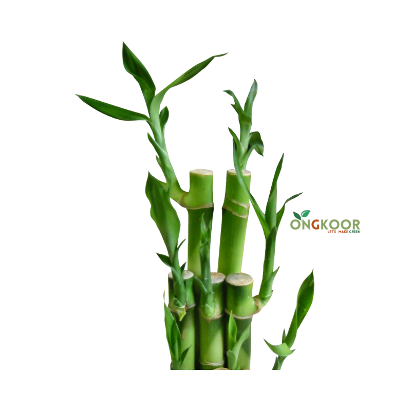 Lucky Bamboo লাকি ব্যাম্বু - Image 2