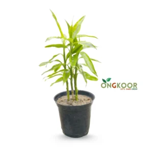 Lucky bamboo