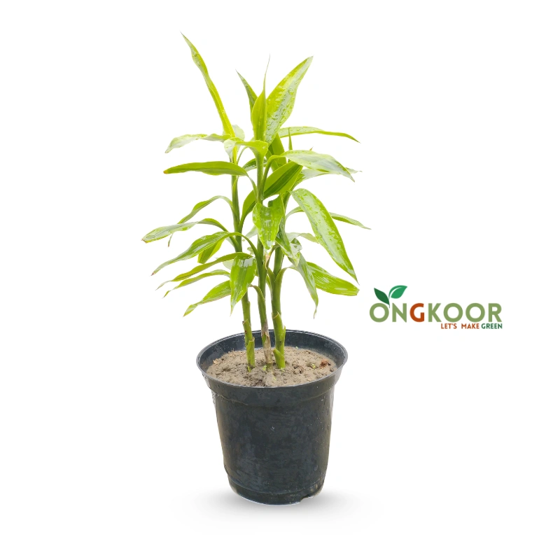 Lucky bamboo